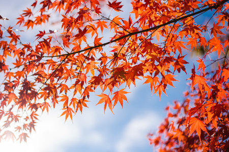 Colorful maple leaves with blurry background, Japan autumn season. Taken at Matsumoto, Nagano...