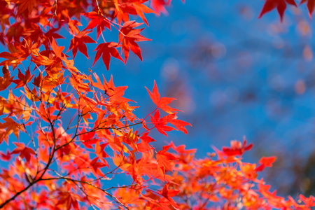 Colorful maple leaves with blurry background, Japan autumn season. Taken at Matsumoto, Nagano Prefecture, Japanの写真素材