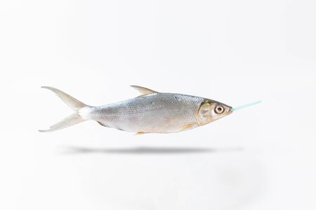 Fish and plastic straw in the mouth, plastic waste pollution concept with copy space on white background.の写真素材