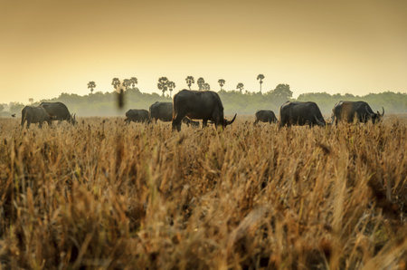 A group of buffalo in the field