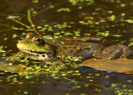 Frog in a pondの写真素材