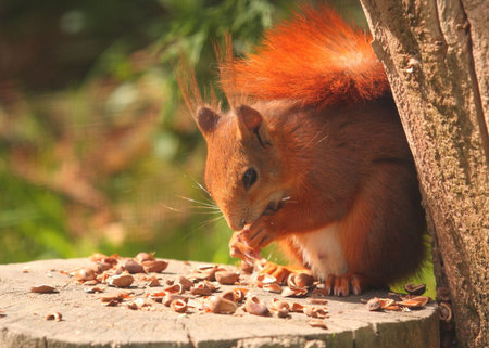 Red Squirrel Feedingの写真素材