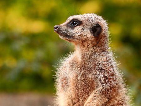 Meerkatの写真素材