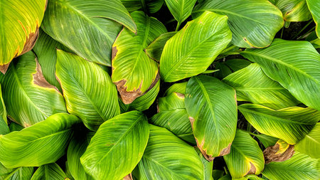 Herbaceous plants withered leaves, Natural background.