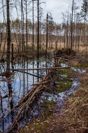 Flooded forest and swamp in autumn or spring