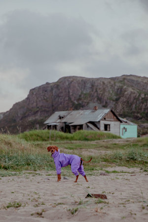 Red Hungarian vizsla dog on the background of tundra, mountains, rocks and an abandoned wooden...