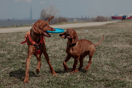 Red Hungarian vizsla dog and puppy playing together with flying saucer.