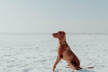 Beautiful red hunting dog sits in the snow on a sunny dayの写真素材