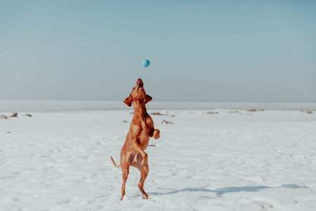 Red dog plays and runs in winter in the sun