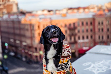 Portrait of a black happy dog in clothes on roofの写真素材