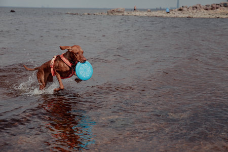 Red vizsla dog playing with flying saucer in waterの写真素材