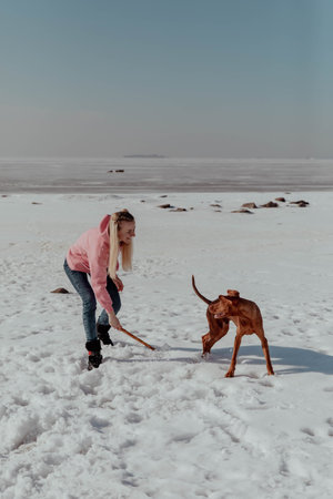 Girl plays with dog with stick in winterの写真素材