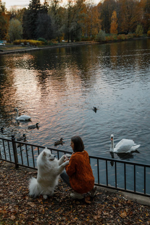 Fluffy white Samoyed dog near pond with swans and ducksの写真素材