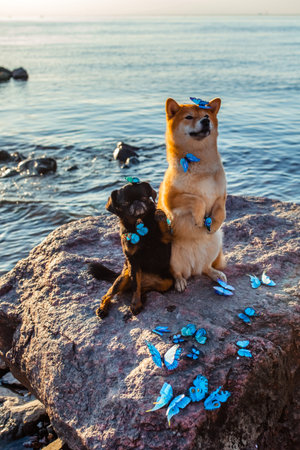 Dogs shiba Inu and griffon with blue butterflies on the sea at sunset