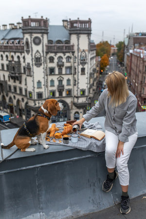 Beagle dog with owner on the roof on picnicの写真素材