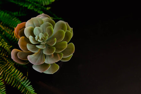 Succulent on a black background with fernの写真素材