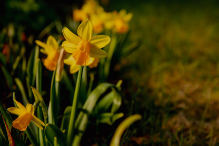 Yellow daffodils in a sunny glade. high quality photoの写真素材