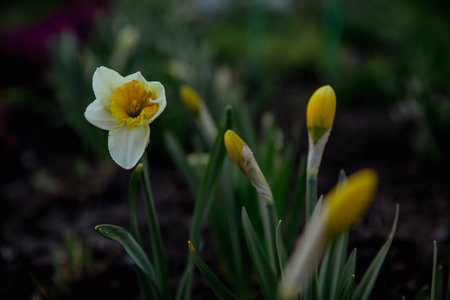 White daffodils in a sunny glade. high quality photo