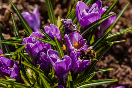 Bee pollinates purple flowers on a sunny day. high quality photoの写真素材