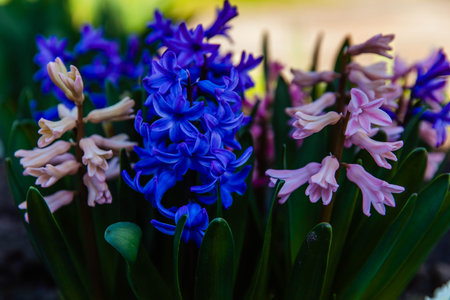 Blue and pink hyacinth flowers. high quality photoの写真素材