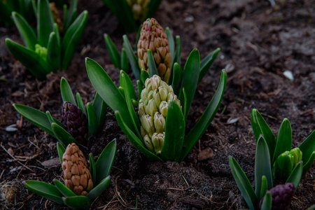 Buds of hyacinth flowers, artichoke. high quality photoの写真素材