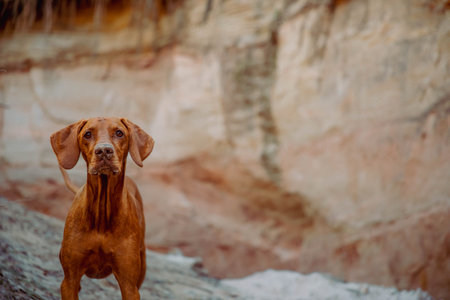Funny red hunting vizsla dog interested and looking at cameraの写真素材
