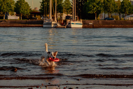 Jack Russell Terrier running through the water with a toy in his teeth