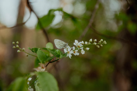Butterfly on white flowers and blurred foliage in backgroundの写真素材