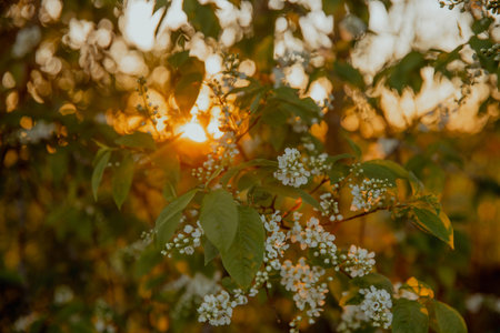Tree with white flowers at orange sunset