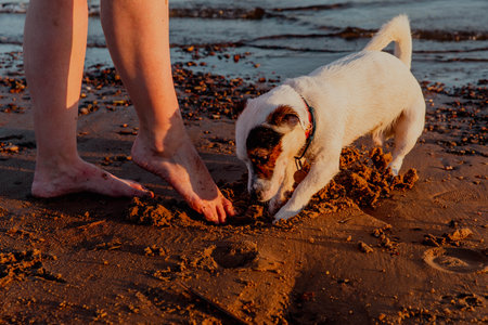 Jack Russell Terrier digging a pit on the beachの写真素材