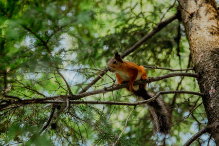 Red squirrel on pine branchesの写真素材