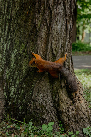 Red squirrel on a tree in the parkの写真素材