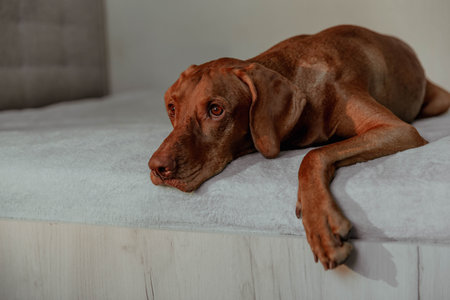 Red dog Vizsla lying on bed in houseの写真素材