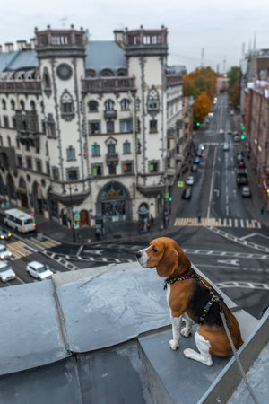 Beagle dog on the roof on picnicの写真素材