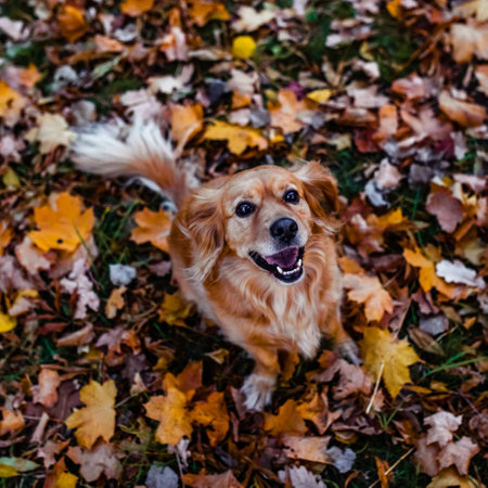 Red dog smiling in autumn foliage in parkの写真素材