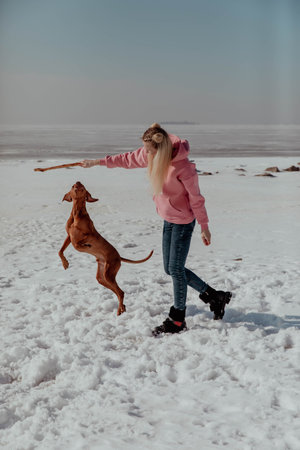 Girl plays with dog with stick in winterの写真素材