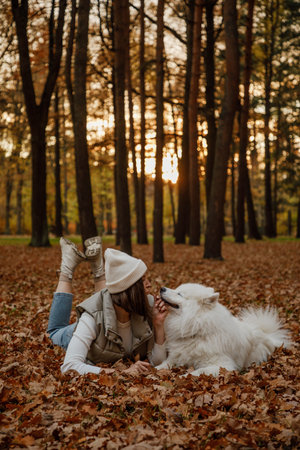Fluffy white Samoyed dog in an autumn park with its ownerの写真素材