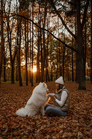 Fluffy white Samoyed dog in an autumn park with its ownerの写真素材