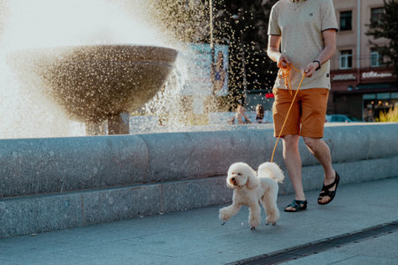 Curly white toy poodle is walking against the background of fountainの写真素材