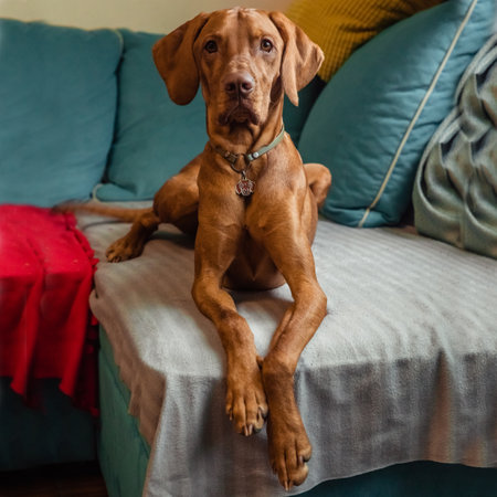 Red Hungarian vizsla dog lies on bed at home with pawsの写真素材