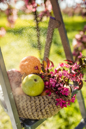 Apples with drops of water and dew lies in a wicker basket in the summer at a picnic with pink apple blossoms in the rainの写真素材
