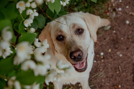 Golden retriever smiling in white flowers, close-upの写真素材