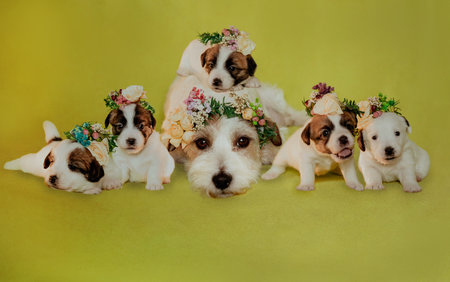 Cute newborn puppy jack russell terrier with flowers.の写真素材