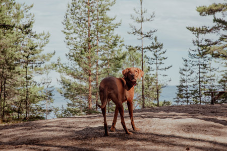 Beautiful red hunting vizsla dog stands in the forest on a sunny day.の写真素材