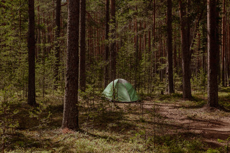 Tent for tourists in the pine forest in summer.の写真素材