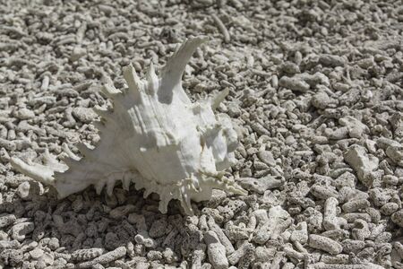 Shell on a bleached coral on the beach の写真素材