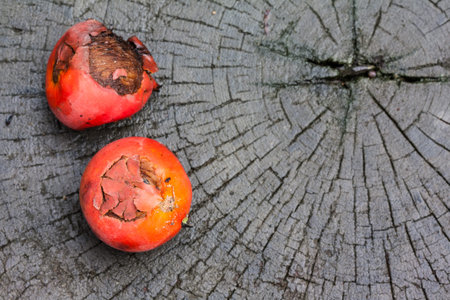 Fruits of Sealing wax palm( Cryrtostachys renda Blum ) on wood.
