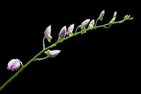 Orchid flowers with water drop on isolated black backgroundの写真素材