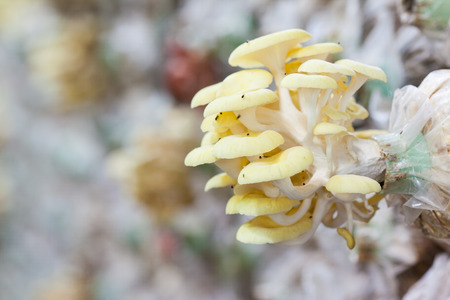 gold or yellow oyster mushroom in Thai farmの写真素材