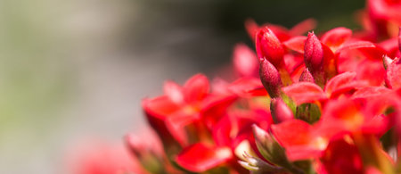 closeup of red flowers ( Rubiaceae )